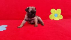 Satılık Pug Yavrularım 2