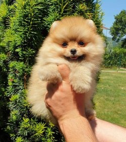 Orji̇nal Pomerani̇an Boo Yavrularımız 4