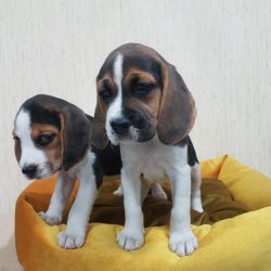 Elizabeth Beagle Yavruları 2