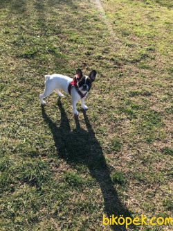 HARİKA YAVRU FRANZI BULLDOG İYİ BİR AİLE İÇİN 5