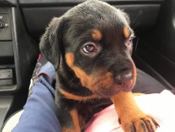 Dev Rottweiler Yavrularımız 4