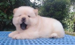Satılık Chow Chow Yavruları 3
