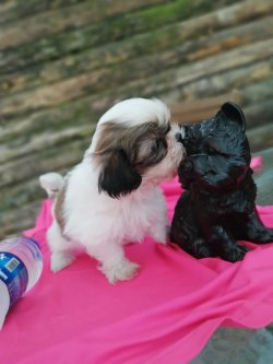 Sevimli Shih Tzu Yavruları 2