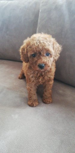 Poodle Yavrumuzz Heyecanlı Yeni Yuvası Için..... 2