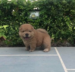 KAHVERENGİ(KIZIL) CHOW CHOW YAVRULARI 1