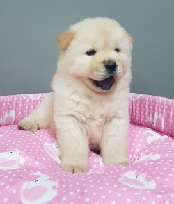 Kartopu Mor Di̇l Chow Chow Yavruları 1