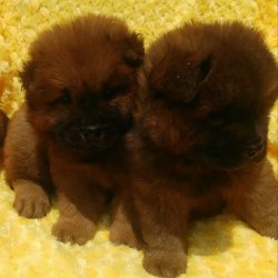CHOW CHOW YAVRULARI 2