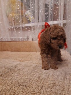 RED TOY  POODLE BEBEKLER ORJİNAL 1