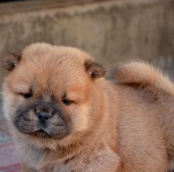 Kızıl Chow Chow Yavrularımız 1