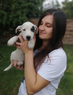Sevimli Jack Russel Yavrularımız Küçük Irk 4