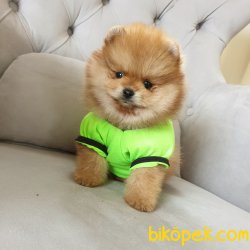 Pomeranian Boo Teddy Bear Yavrular 3