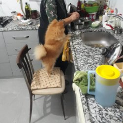 Adana Pomeranian Spitz Yetişkin Erkek 4