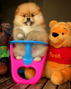 Irk Garantili Pomeranian Yavruları 1