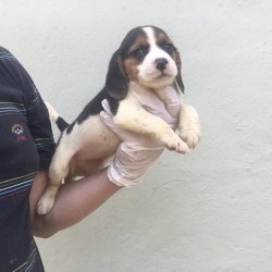 Beagle Bebekler 1