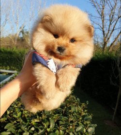 Orjinal Pomeranian Boo Yavrularımız 1