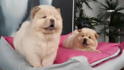 CHOW CHOW YAVRULARIMIZ 4