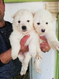 Samoyed Yavrularımız Irk Garantilidir 4