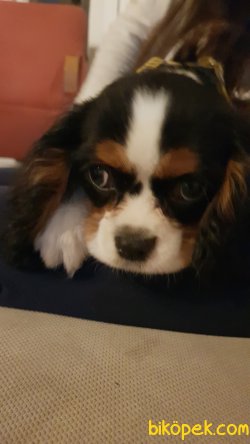 2 Aylik Cavalier King Charles 3