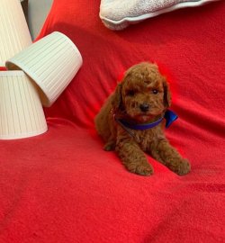 Sevi̇mli̇ Toy Poodle Yavrularımız 2