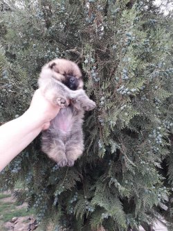 A Kalite Mükemmel Pomeranian Yavrulari 1