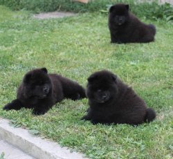 Siyah Chow Chow / Çin Aslanı Yavruları (UYGUNDUR ) 4