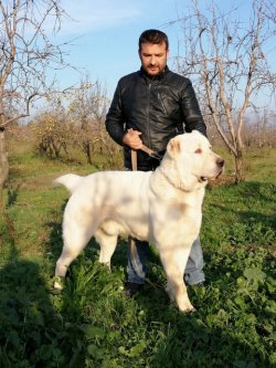 Satılık Dev Alabay Yavruları 2