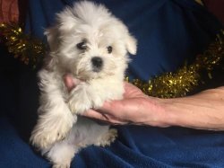 MALTESE TERRİER 1