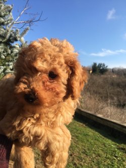Poodle Yavrularımız Gelmiştir 1