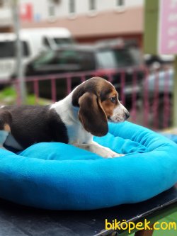 Orjinal Dışı Beagle 70 Günlük 4