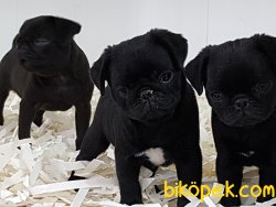 SATİLİK PUG YAVRULARI 2