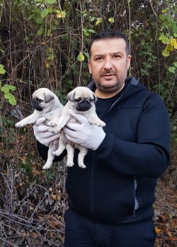 PUG YAVRULAR SİZLERİÇİN 1