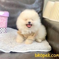 Pomeranian Boo Irk Ve Sağlık Garantili Yavrularımız 5