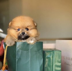 Sıfır Numara PomeranianBoo Yavrularımızdan 2