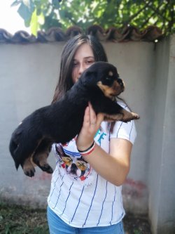 Çiftliğimizden Rottweiler Yavruları 3