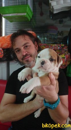 İNGİLİZ BULDOG 1