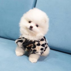 Pomeranian Boo Dişi Ve Erkek Yavrularımız 4