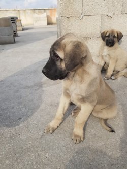 Aksaray Malaklısı 4 Aylık 2