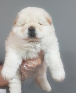 Türki̇ye'ni̇n En Özel Chow Chow Yavrusu 2