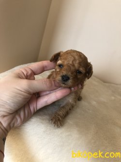 Anne Altından TOY POODLE 3