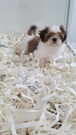 Kalite Ve Güvenin Tek Adresinden SHIH TZU  Yavrulari 2