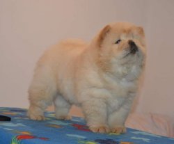 Satılık Chow Chow Yavrusu 3