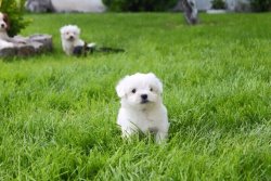 MALTESE TERRIER YAVRULARI 3
