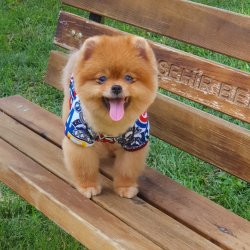 Ayı Surat Pasaportlu Pomeranian Boo Yavrular 3