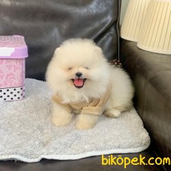 Pomeranian Boo Irk Ve Sağlık Garantili Yavrularımız 4