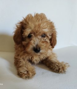 Toy Poodle İrk Garantili Erkek 2 Aylık Yavrular 3