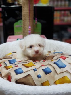 Orjinal Beyaz Terrier 3