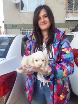Maltese Terrier Yavrularımız 3