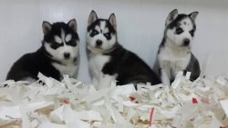 SİBİRYA HUSKY YAVRUSU 5