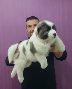 Dev Kafkas Çoban Yavrulsrı 1