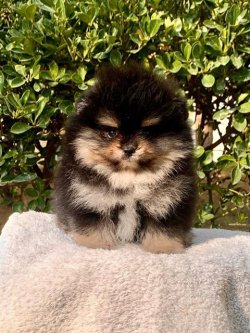 SAFKAN  POMERANİAN BOO YAVRULARIMIZ 5